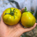779 Spear's Tennessee Green Tomato, 5 Seeds