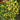 2025 Sweet Brush F5 Tomato, 5 Seeds