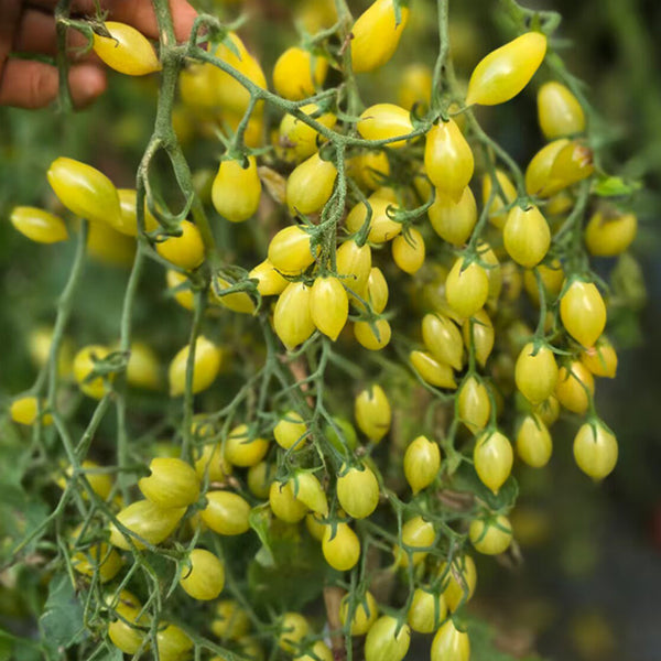 2025 Sweet Brush F5 Tomato, 5 Seeds