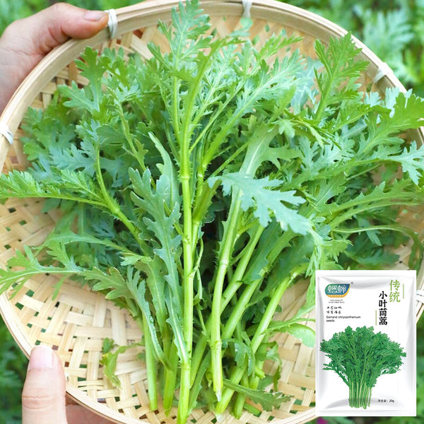 Fine-Leaved  Garland Chrysanthemum Seeds, 20g