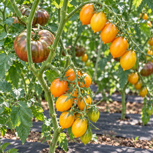 303 Blue Waterfall Gold Tomato, 5 Seeds