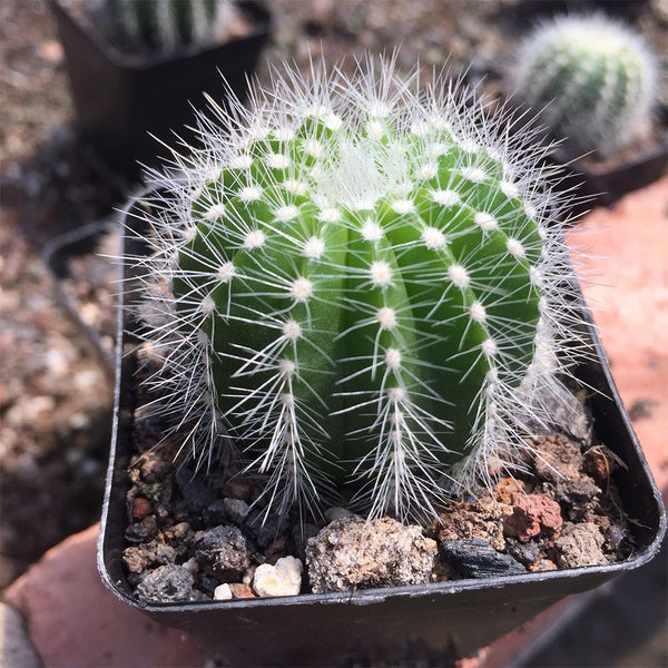 Parodia magnifica, 3-4cm