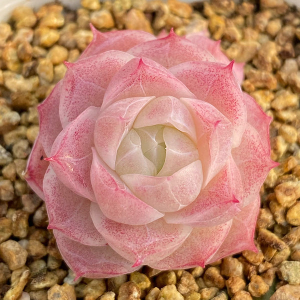 Echeveria cv. 'Pandora Queen', 2pcs x 1-head