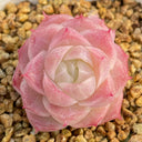 Echeveria cv. 'Pandora Queen', 2pcs x 1-head