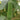 Yucui Sponge Gourd, 10 Seeds