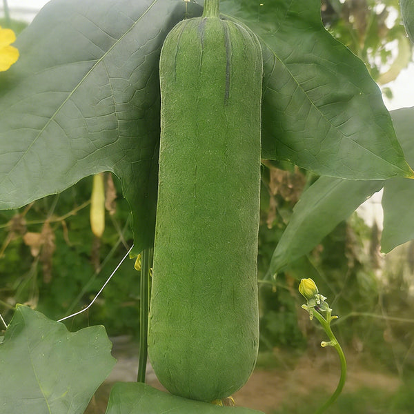 Yucui Sponge Gourd, 10 Seeds