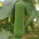 Yucui Sponge Gourd, 10 Seeds