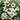 White Sunrise Black Eyed Susan Vine, 5 Seeds