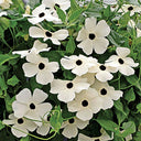 White Sunrise Black Eyed Susan Vine, 5 Seeds