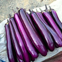 W963 Red Gold Purple-Red Long Eggplant, 5g