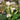 'Sweet Art' Calla Lily, 16/18cm Circumference, 1 Bulb