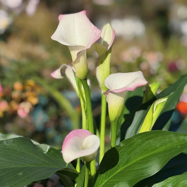 'Sweet Art' Calla Lily, 16/18cm Circumference, 1 Bulb