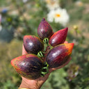 1041 Strawberry Falls Mystery Tomato, 5 Seeds