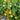 57 Utyonok Dwarf Tomato, 5 Seeds