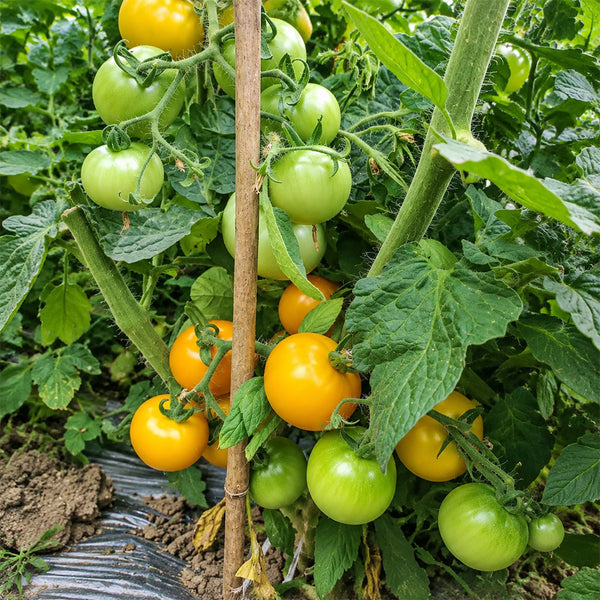 57 Utyonok Dwarf Tomato, 5 Seeds