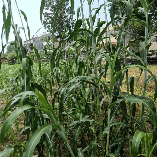 Traditional Sweet Sorghum Seeds, 10g