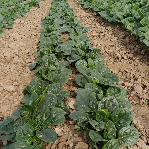 Ground-hugging Spinach Seeds, 10g