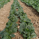 Ground-hugging Spinach Seeds, 10g