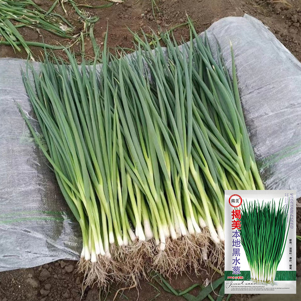 Jiemei Black-leaf Chives Seeds, 5g