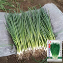 Jiemei Black-leaf Chives Seeds, 5g