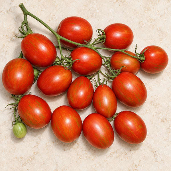 419 Russian Queen Tomato, 5 Seeds