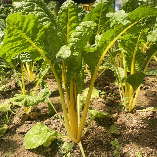 Jiayuan Golden Chard Seeds, 10g