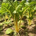 Jiayuan Golden Chard Seeds, 10g