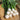 Xiatong No.2 F1 Turnip Seeds, 10g