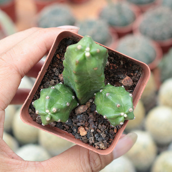 Echinocereus pentalophus cv 'Momotaro', 4-5cm