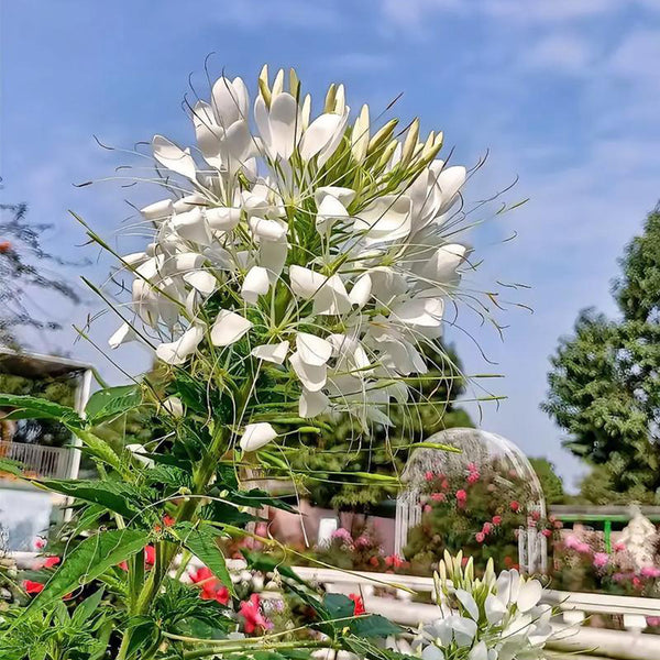 White Spider Flower Seeds, 200 Seeds