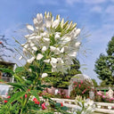 White Spider Flower Seeds, 200 Seeds
