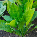 'Jinbote No.26' Spinach Seeds, 10g