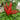 Blazing Upright Cluster Pepper Seeds, 0.5g