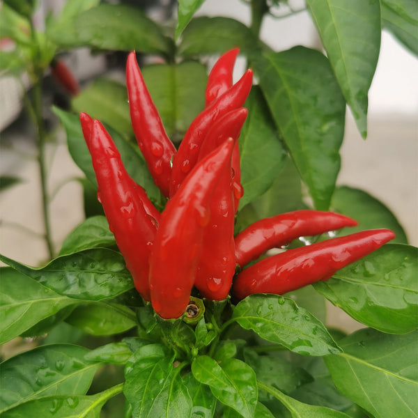 Blazing Upright Cluster Pepper Seeds, 0.5g