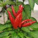 Blazing Upright Cluster Pepper Seeds, 0.5g