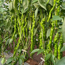 Screw Pepper No. 1209 Seeds, 100 Seeds