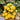 857 Micro Regina Yellow Tomato, 5 Seeds