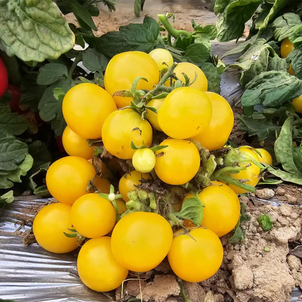 857 Micro Regina Yellow Tomato, 5 Seeds