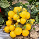 857 Micro Regina Yellow Tomato, 5 Seeds