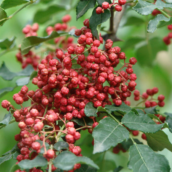 Dahongpao Sichuan Peppercorn, 100 Seeds