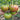 103 Kozula 20 Tomato, 5 Seeds