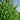 High-Sugar Sweet Sorghum Seeds, 100 Seeds
