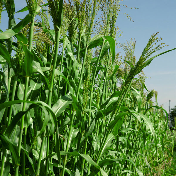 High-Sugar Sweet Sorghum Seeds, 100 Seeds