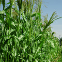 High-Sugar Sweet Sorghum Seeds, 100 Seeds