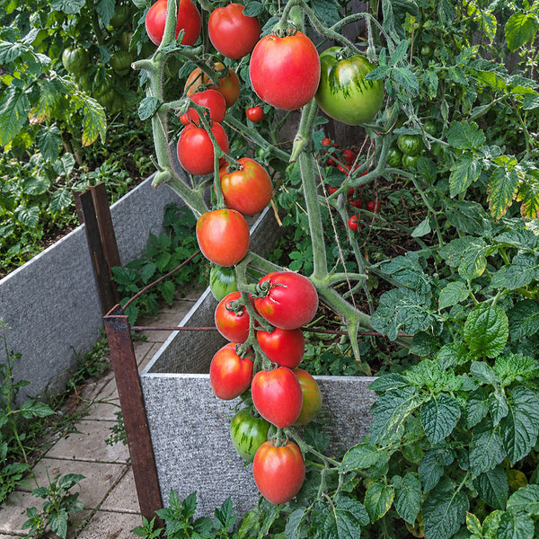 350 Scheherazade Woolly Tomato, 5 Seeds