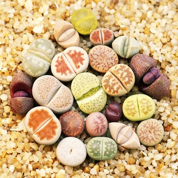 Mixed Lithops, 1000 Seeds
