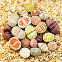 Mixed Lithops, 1000 Seeds