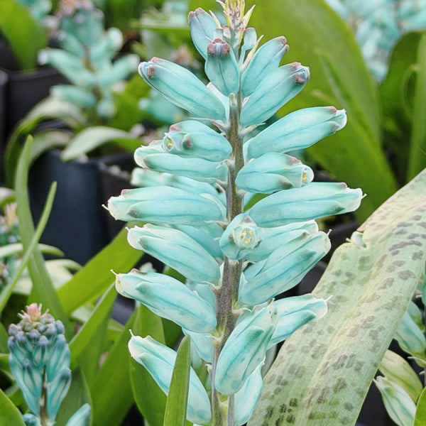 U2220 Turquoise Lachenalia Bulbs, 0.43-0.51 in (1.1-1.3 cm), 2 Bulbs