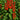 892 Sweet Million Hybrid Cherry Tomato, 5 Seeds