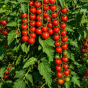 892 Sweet Million Hybrid Cherry Tomato, 5 Seeds